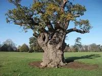DSCF0617.webp