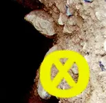 turtle-hole2.webp