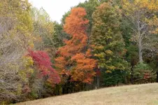 Autumn color.webp