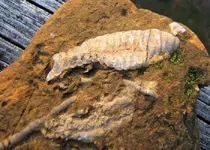 Fossils.webp