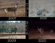 TheTallBuck (650x520).webp