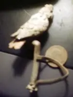 bird.webp