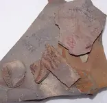 0728fossils2.webp