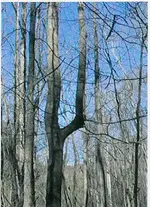 scan0003.webp
