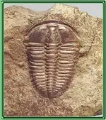 trilobite.webp