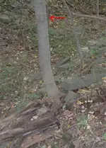 zz_Tree.webp