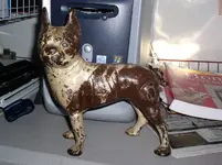 bostonbull1.webp