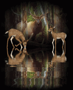 DEER.gif