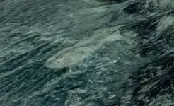 Fish.webp