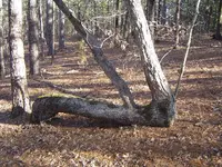 Strange Shaped Trees 001.webp
