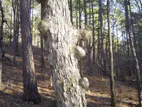 Strange Shaped Trees 005.webp