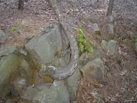 Strange Shaped Trees 007.webp