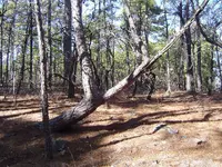 Strange Shaped Trees 011.webp