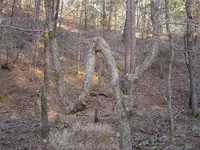 Strange Shaped Trees 003.webp