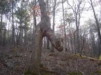 Hoot Owl Hollow 001.webp