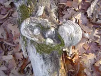 Hoot Owl Hollow 004.webp