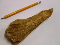 Fossil 1.webp