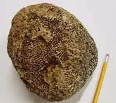 Fossil 3.webp