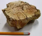 Fossil 4.webp
