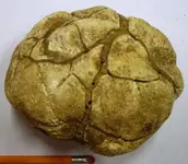 Fossil 5.webp