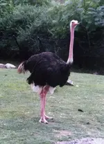 ostrich1.webp