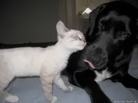 Pet Shots #9.webp