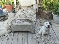 Pet Shots #11.webp