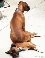 Pet Shots #12.webp