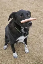 Pet Shots #14.webp