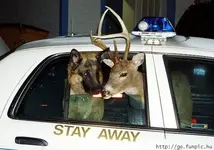 Pet Shots #16.webp