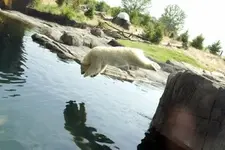 polar bear.webp