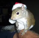 xmasSquirrell.webp