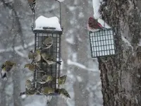BIG SNOW Feb9-2011 014.webp