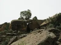 A canyon turtle.webp