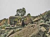 A canyon turtle-1.jpg