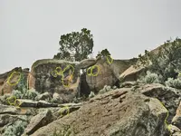 A canyon turtle-1.webp