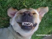 dog laughing.webp