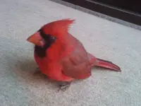 Cardinal1SMALL.webp