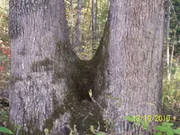 tree.webp