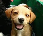 laughing-dog.webp