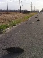 dead-birds1-vmed-8a_grid-4x2.webp