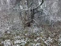 Hungry tree1.webp