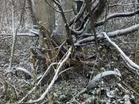 hungrytree2.webp