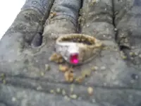 b ring.webp