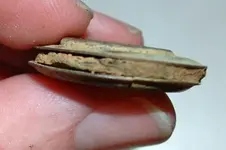 flat washer looking thing.webp