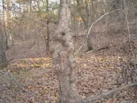 006.webp