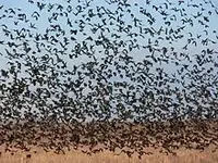 Redwingedblackbirdflock.webp
