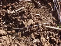 FE dirt.webp