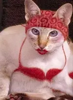 DeeCat.webp