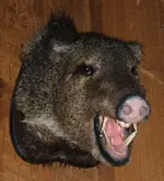 javalina-headmount_resize.webp